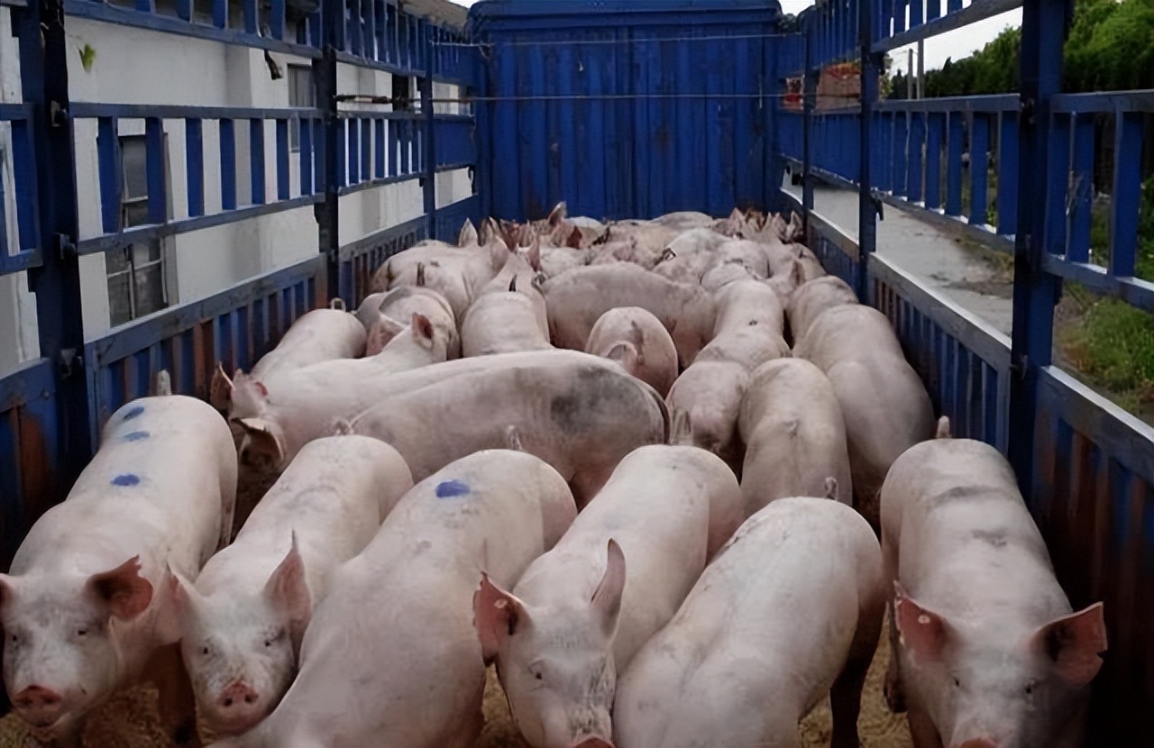 生猪市场“易涨难跌”的走势凸显，猪价或将涨破17元/公斤？