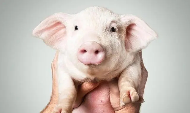 猪价超预期上涨，未来3-5个月生猪养殖行业有望保持盈利状态？