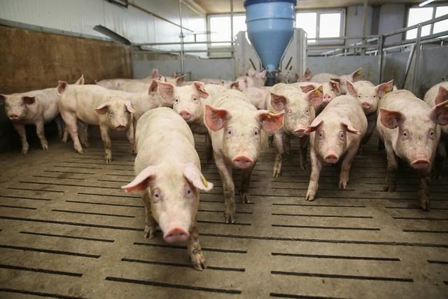 11-12月将是规模猪企出栏高峰期，猪价高点或在6月出现？