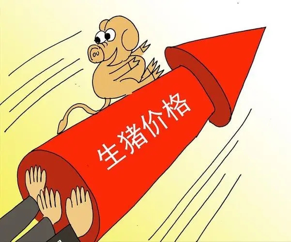 5月猪价大幅上行，6月生猪价格仍存一定回升空间？