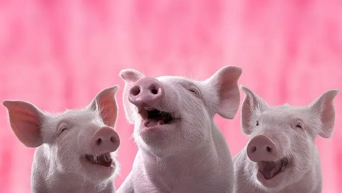 猪价“高歌猛进”，养殖户喜笑颜开！
