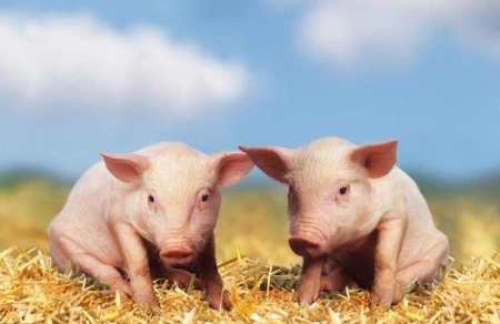 猪价5月强势上扬，上涨原因是啥？能繁母猪的去化能持续多久？