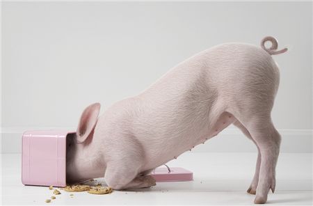 神农集团副总裁顿灿：养猪行业大有可为，微利是未来养猪行业的主旋律
