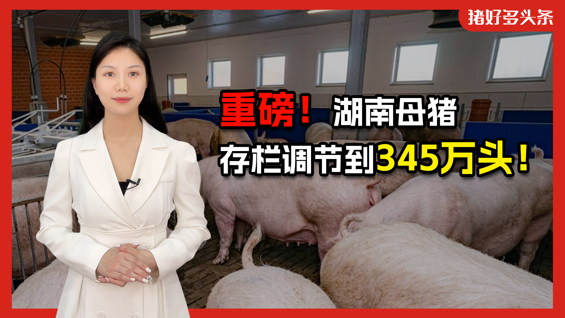 生猪存栏创近四年新低！养猪大省调控母猪产能，猪价破10有望！