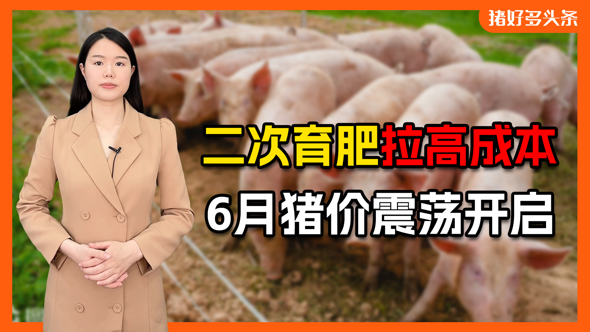 最新！自繁自养盈利涨到211元，警惕二次育肥，6月猪价震荡开启！