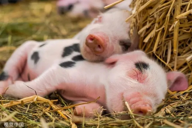 新生小猪站不起来跟母猪孕期营养不良有关吗？