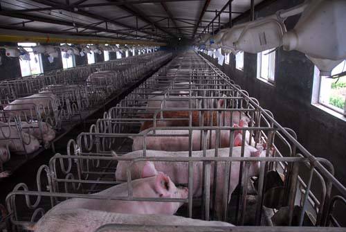 2024年06月01日全国各省市种猪价格报价表，市场上后备的养户增多，母猪价格会涨起来吗？