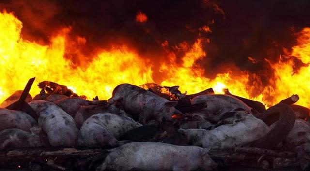 韩国发生非瘟死亡或扑杀约1600头家猪！一周国际动物疫情动态