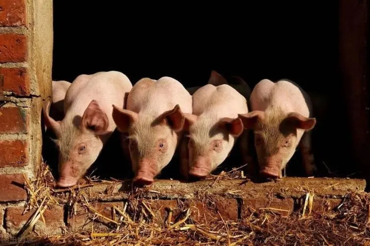 短期猪价或将进入高频涨跌拉锯的阶段？
