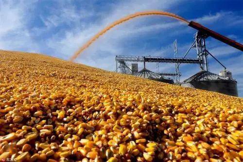 仍然看涨，玉米正在酝酿涨势？