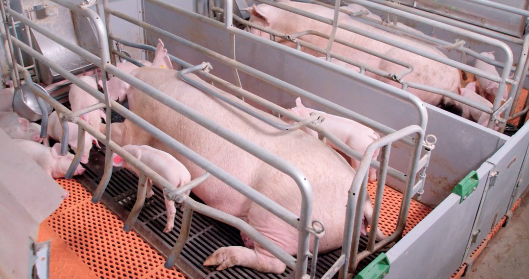 母猪瘫痪的原因多是因为饲养管理不当？