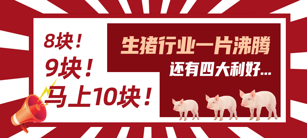8块！9块！马上10块！生猪行业一片沸腾，还有四大利好...