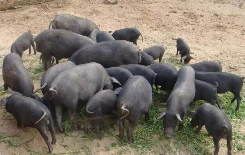 红山猪乃人类驯化成功的世界上“第一口猪”