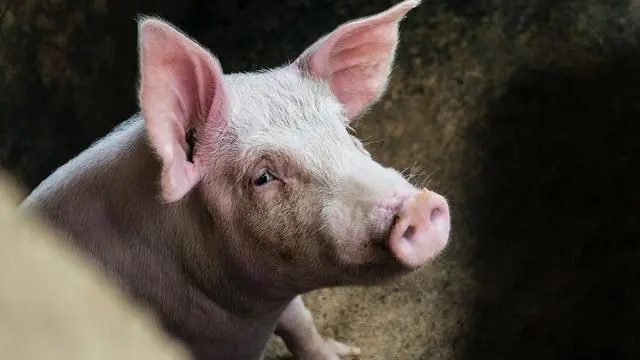养猪人应该这样防！解决保育难题，从副猪嗜血杆菌开始