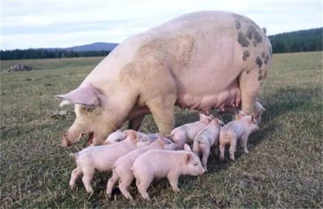 夏季母猪繁殖障碍应对策略，看完记得收藏！