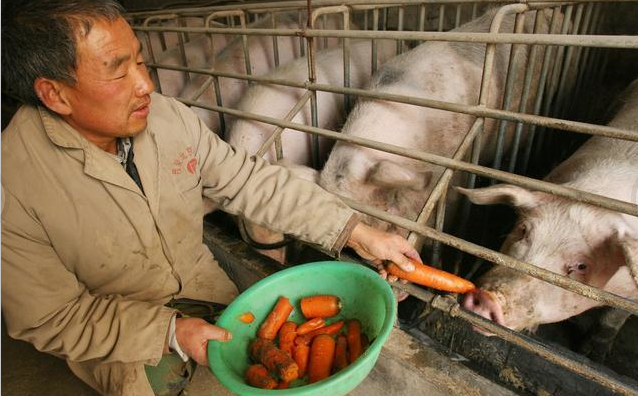 猪为什么会发生“倒地症”？“倒地症”如何诊断？