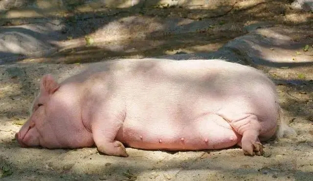 您的母猪进产房膘情合理吗？夏季警惕进产房母猪膘情过肥！