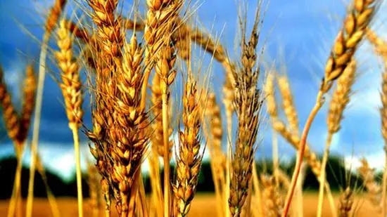 新小麦上市应用指南！用好新小麦，增效又降本！