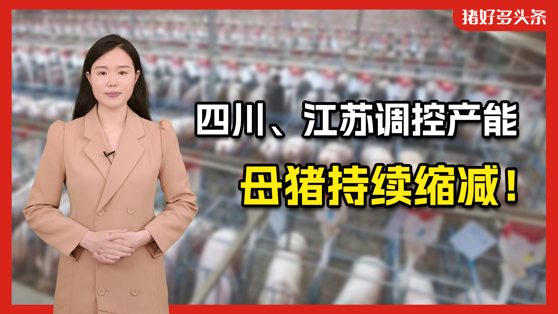 两大省份调控母猪产能，江苏最低可到110万头！仔猪价格还要涨？