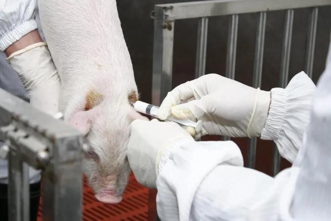 猪各种注射方法的优缺点，每个养猪人都得知道！