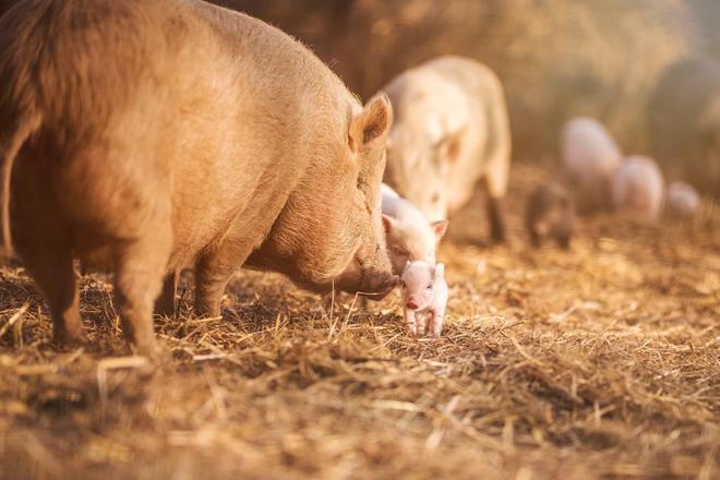 云南省修订生猪产能调控实施方案，能繁母猪正常保有量调减至285万头