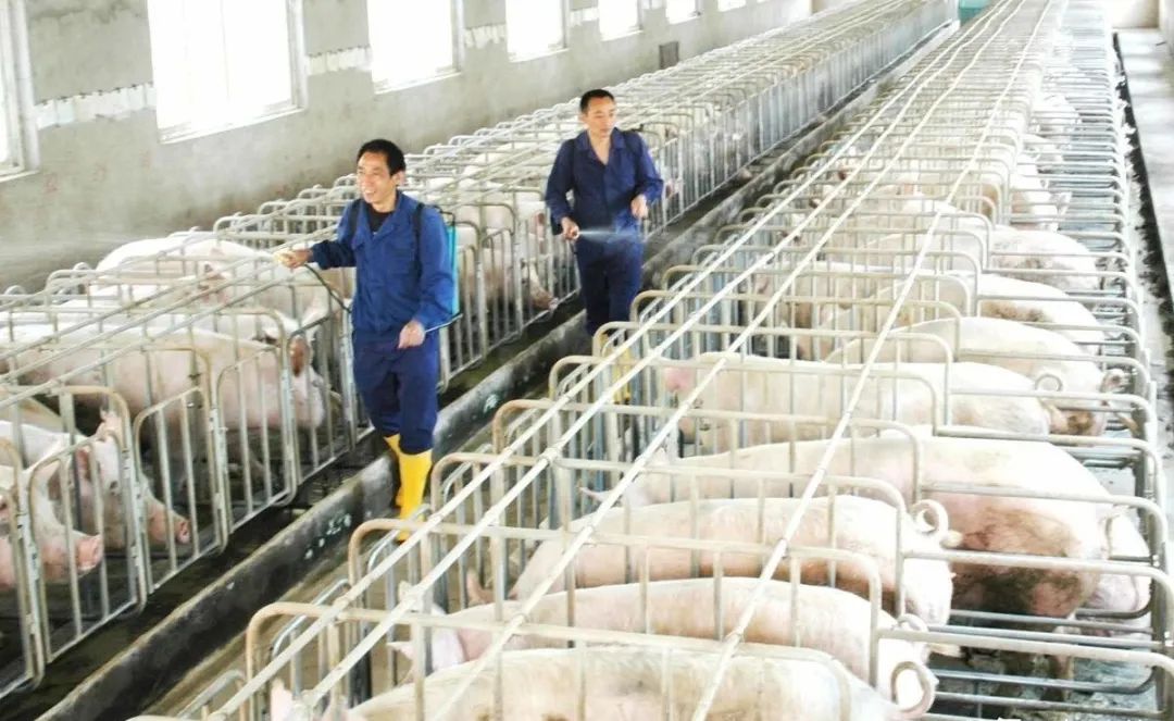 猪场批次生产常见问题解析