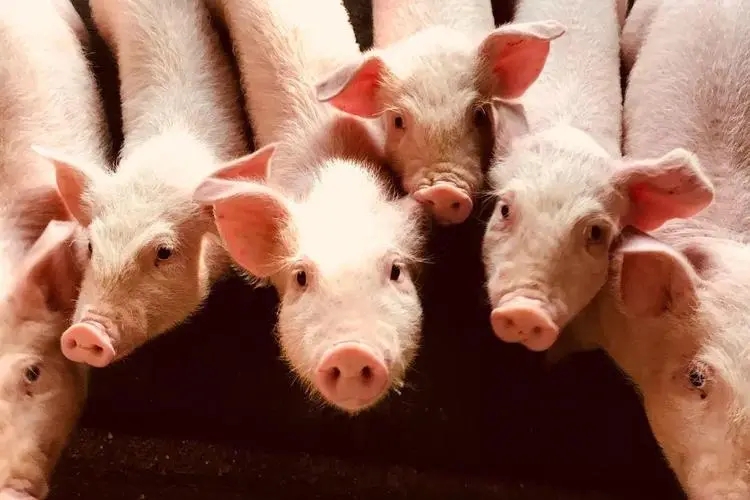 新一轮猪周期到来，养殖端又开始收购仔猪、扩大能繁母猪保有量