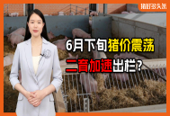 农业农村部最新公布，5月饲料产量明显上升，猪真的变多了？