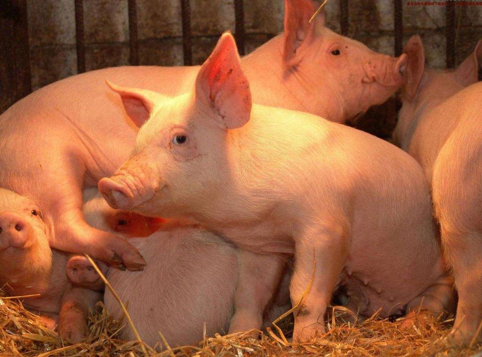 农业农村部发布6月第2周畜牧业产品价格及走势：仔猪价格连续22周上涨，生猪价格自2023年以来最高价