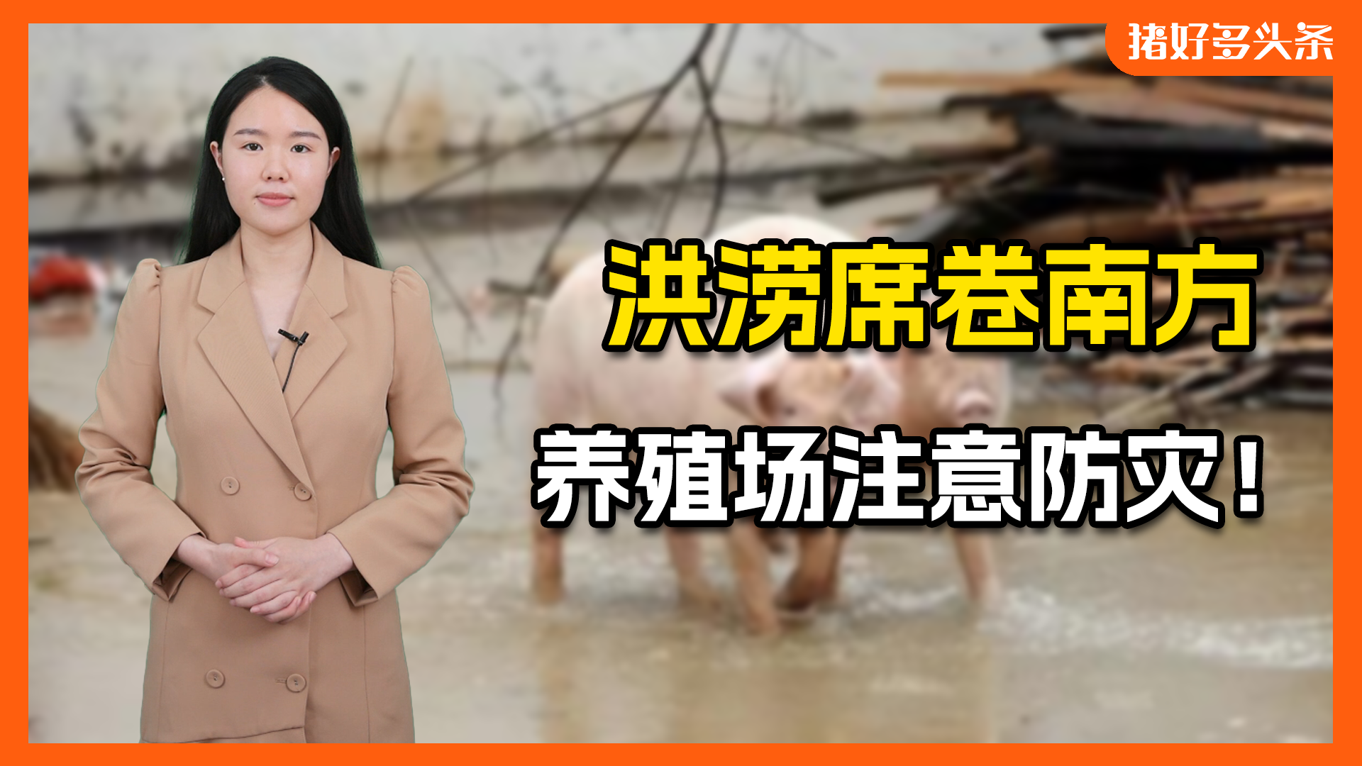 15个村断联！暴雨席卷福建、广西等养猪大省！养殖户注意防涝防疫
