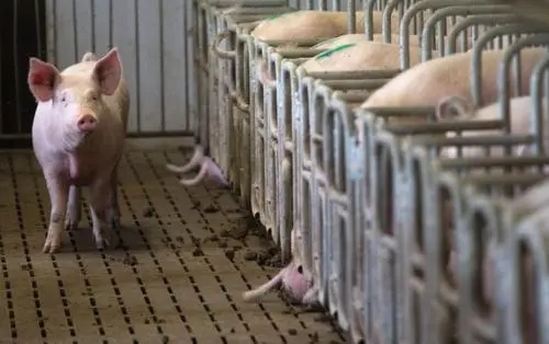猪价一上涨，集团猪企就迫不及待扩张增产？集团猪企有20%-50%的产能闲置