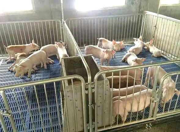 保育床是猪场必不可少的养猪设备，有啥好处？
