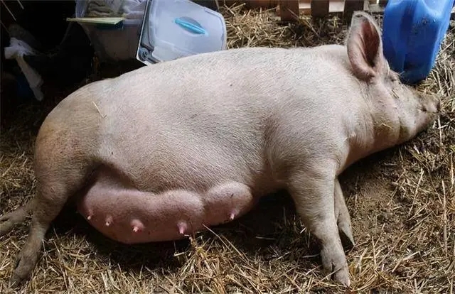 夏季母猪不吃料？该如何有效提升母猪的采食量？