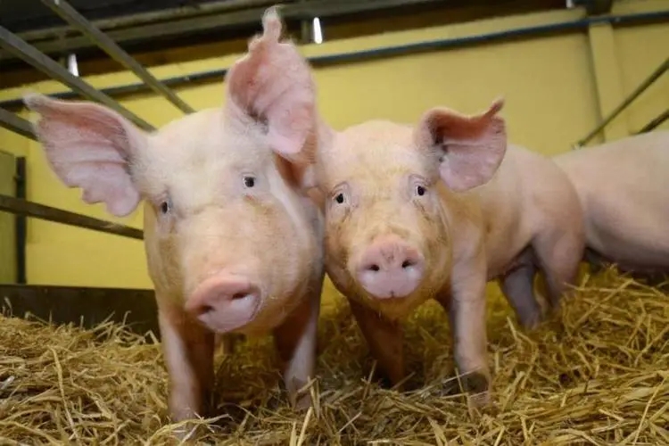 猪高热病中兽医辩证论治与综合防治