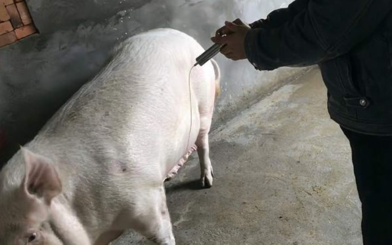 养猪人打疫苗，一定要避免这7个最为常见、致命的错误！