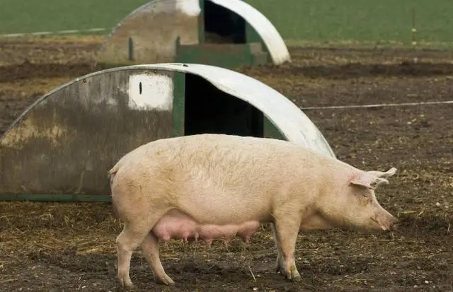 如何正确解决霉菌毒素对母猪的影响?