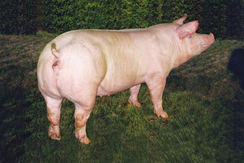 丹系种猪到中国后的繁殖能力远不如在丹麦，是为何？