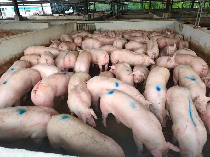 你踩雷了吗？养猪场使用中药保健存在的八大误区