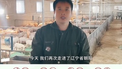 猪场实测反馈！家育猛系系列种猪猪苗饲养情况及感受如何？