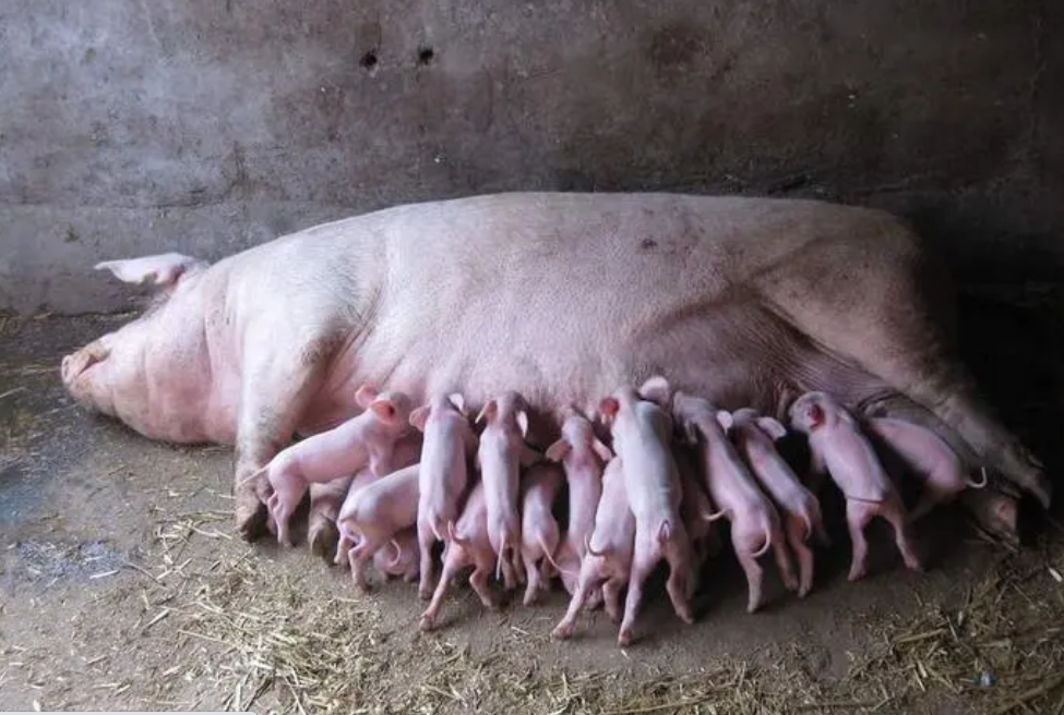 初产母猪产死胎多？从10个方面排查原因