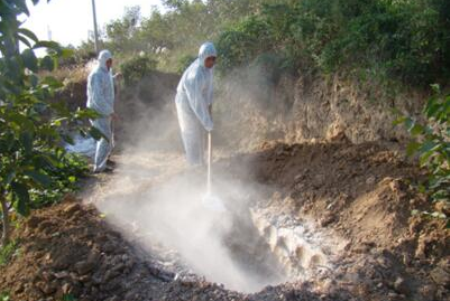 养猪场如何正确使用石灰进行消毒？石灰如何配比？