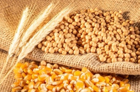 小麦、玉米