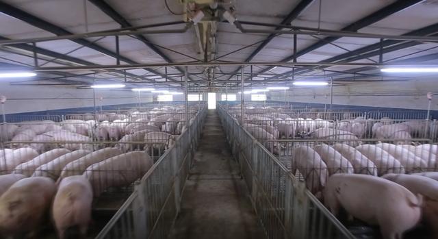 养猪生产管理中环境的控制细节，太有用了！