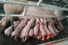【双胞胎高产母猪料】专为高产母猪定制，是一种饲料，更是一份承诺！