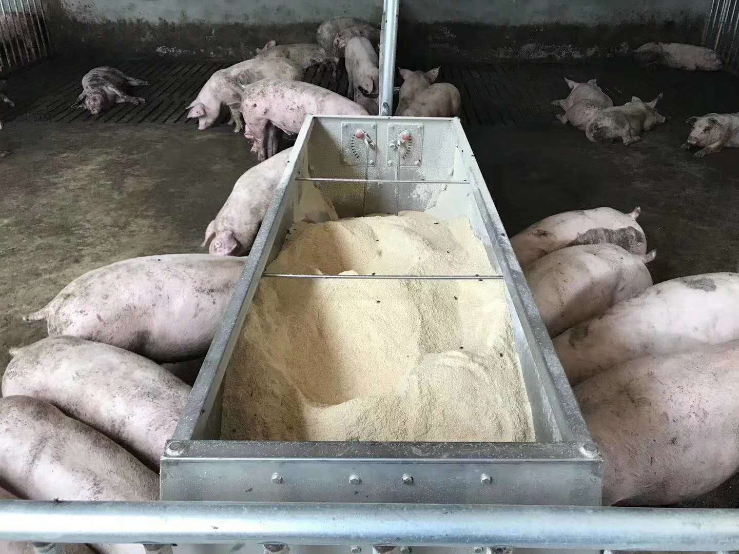 饲料也能致猪中毒？千万要重视