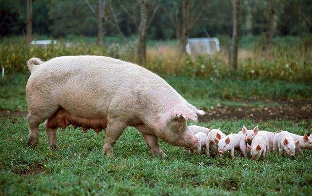 哺乳母猪什么样才算养的好？这些核心指标，你知道吗？