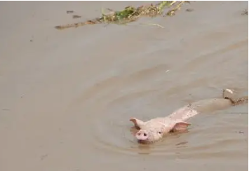 1000万头生猪受灾！湖南遭遇63年最大暴雨，雨季非洲猪瘟防控要注意啥？