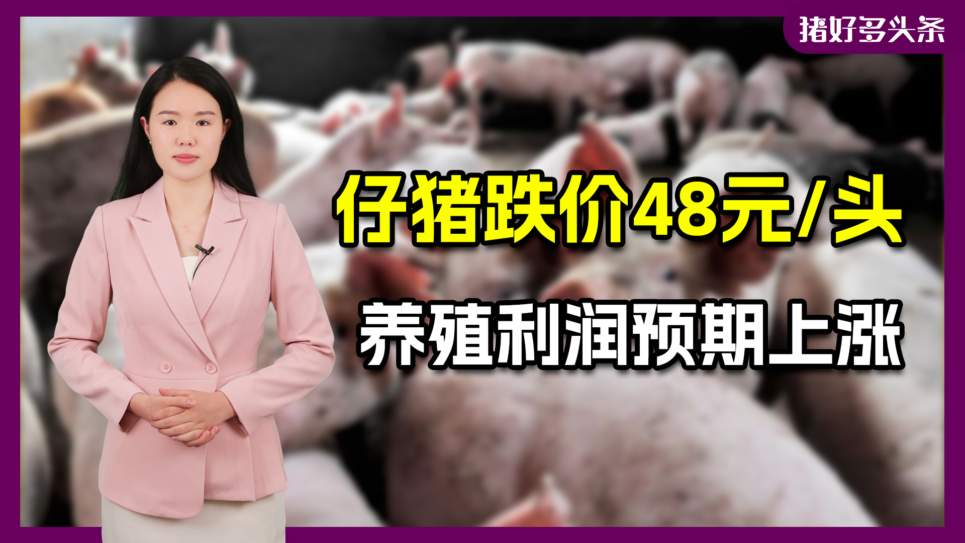 最新！母猪、仔猪齐跌价！养殖利润有望超500元/头？