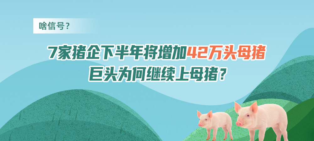 啥信号？7家猪企下半年将增加42万头母猪，巨头为何继续上母猪？