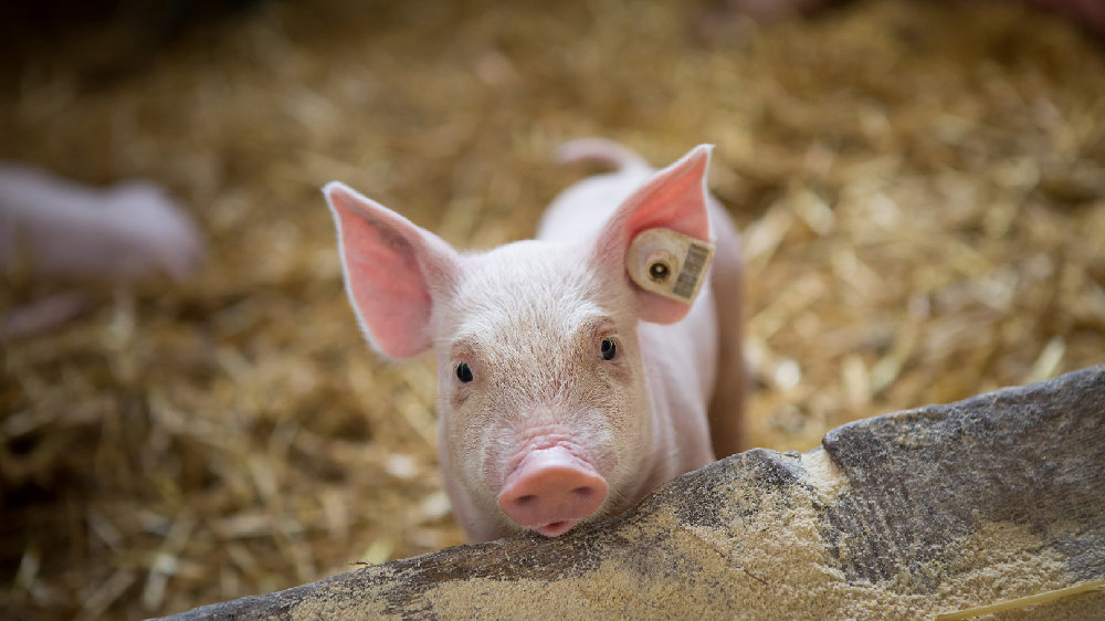 仔猪营养性贫血是如何引起的？该如何防治？
